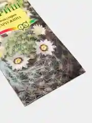 Семена цветов Кактус "Маммиллярия жемчужина"