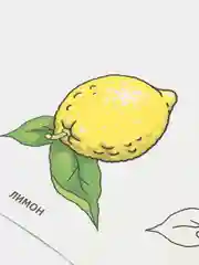 Салатовый раскраски для самых маленьких, много видов в одном месте, мега