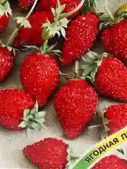 Земляника Александрия (семена)