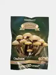 Грибы Опенок летний (семена)