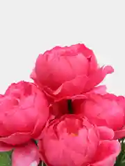 Алый искусственные цветы: пионы, розы, осока, растения, зелень