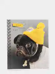 Желтый тетрадь ArtSpace "Питомцы. Pug", 48 листов, А5, клетка