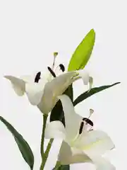 Белый искуственные цветы Лилии