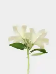Белый искуственные цветы Лилии