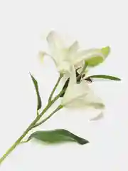 Белый искуственные цветы Лилии
