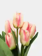 Кораллово-розовый искусственные цветы тюльпаны "Бантик"