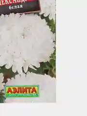 Астра "Александрия" белая (семена, цветы)