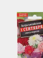 Астра "1 сентября", семена, цветы