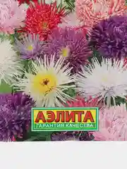 Астра "1 сентября", семена, цветы