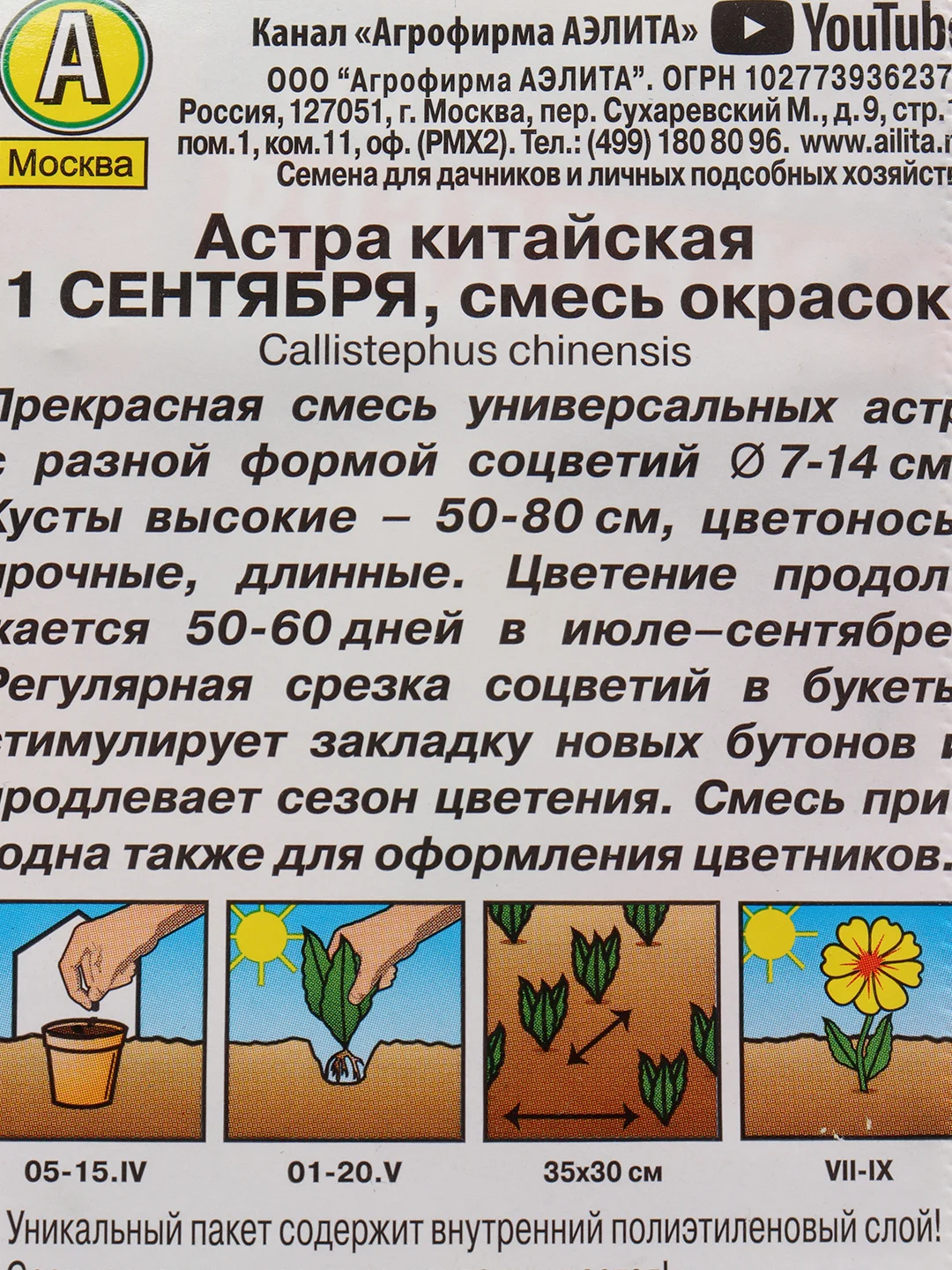 Астра "1 сентября", семена, цветы