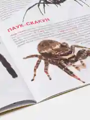 Большая книга "Пауки". Загадочный мир насекомых. Для девочек и мальчиков от 6 лет.Завязкин