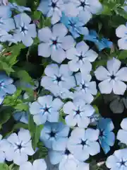 Флокс Очарование Голубое (семена, цветы)