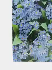 Незабудка Синяя чашка (семена, цветы)
