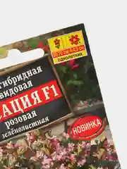 Бегония "Сенсация F1", розовая, зеленолистная, семена