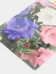 Колокольчик Чашка с блюдцем (семена, цветы)
