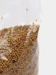 Сидерат "Горчица желтая" 200 гр, семена, удобрение