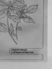 Семена Базилик "Фиолетовый" набор 1, 5, 10 уп