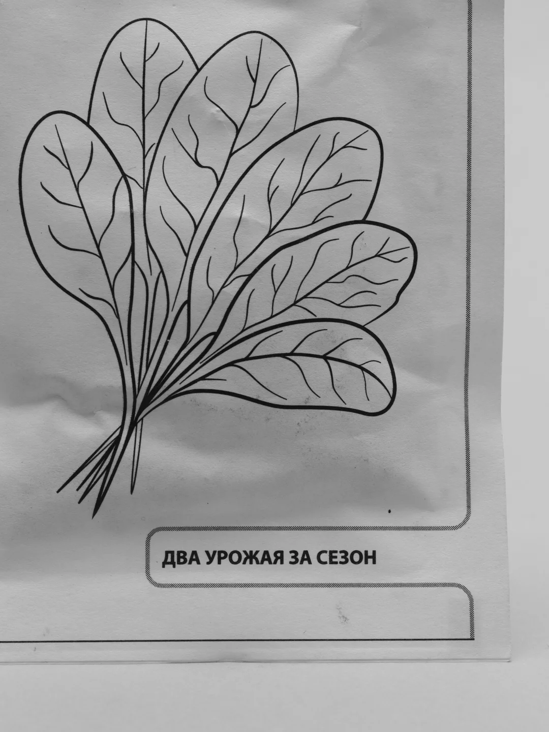 Семена Шпинат "Исполинский"