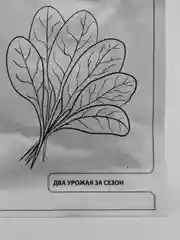 Семена Шпинат "Исполинский"