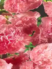 Мальва Яблоневый цвет розовая (семена,цветы)