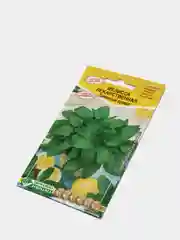 Мелисса, семена цветов