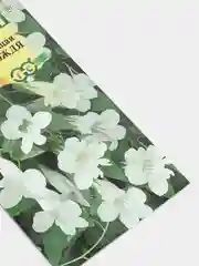 Азарина лазающая "Музыка дождя", семена гавриш