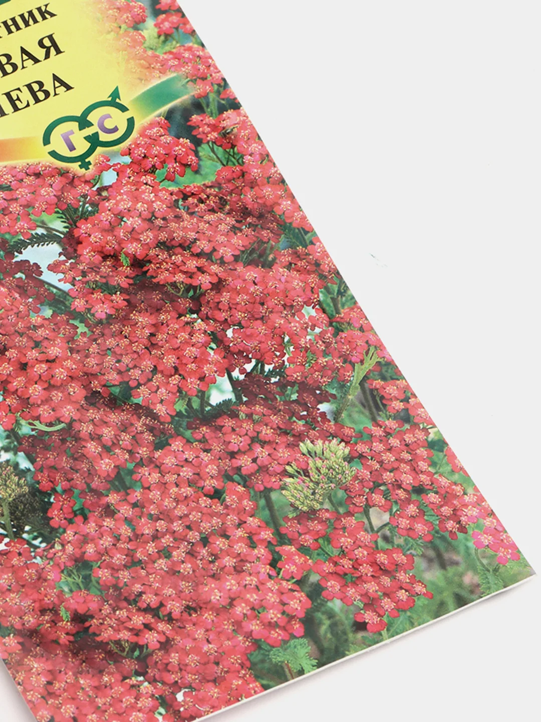 Тысячелистник Вишневая королева (семена,цветы)