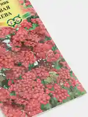 Тысячелистник Вишневая королева (семена,цветы)