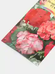 Пеларгония "Кабаре", семена, цветы