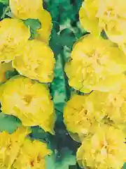 Семена Мальва шток-розовая "Жёлтая королева", Гавриш