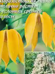 Клематис тангутский "Сладкая Вата", семена EURO extra