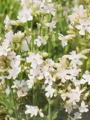 Семена Гавриш "Лихнис вискария Вискашнее"