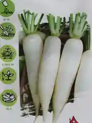 Удачные семена, дайкон "Цезарь"