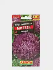 Астра Миледи лиловая, семена, цветы