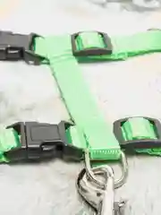 Зеленый шлейка с поводком для кошек и собак мелких и средних пород