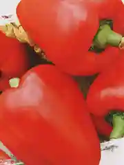 Перец "Винни Пух"