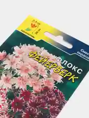 Семена Флокс "Фейерверк", цветы