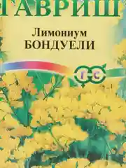 Семена лимониума "Бондуели"