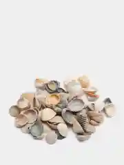 Ракушка морская натуральная