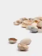 Ракушка морская натуральная