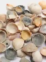 Ракушка морская натуральная