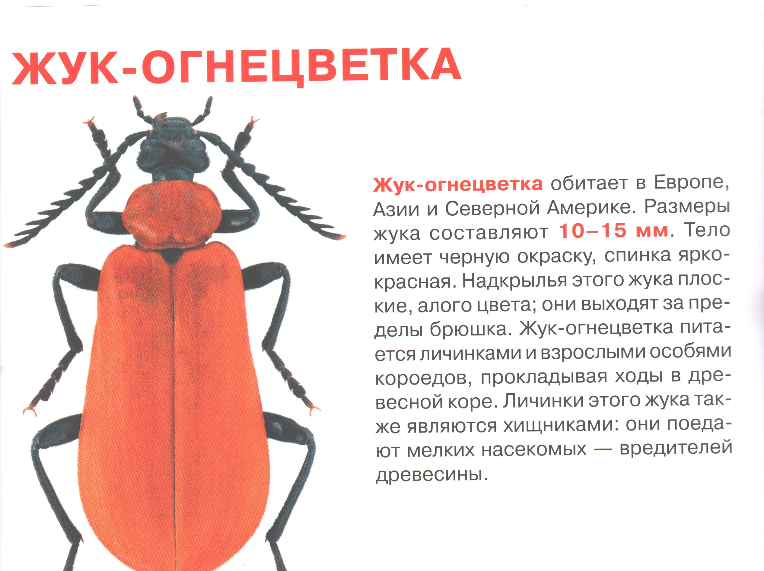Жуки. Большая книга. Загадочный мир насекомых. Для девочек и мальчиков от 6 лет. Завязкин