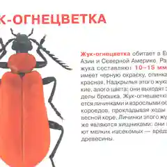 Жуки. Большая книга. Загадочный мир насекомых. Для девочек и мальчиков от 6 лет. Завязкин