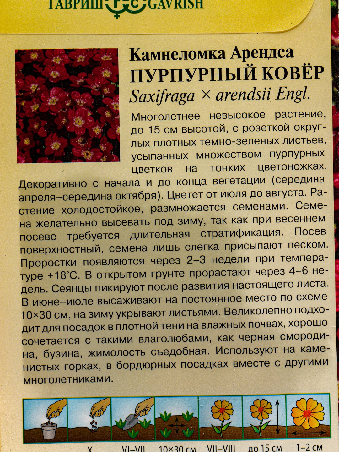 Камнеломка Пурпурный ковер (семена,цветы)