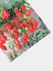 Семена земляники "Сладкий водопад", ампельная балконная плетущаяся, 0,02 г