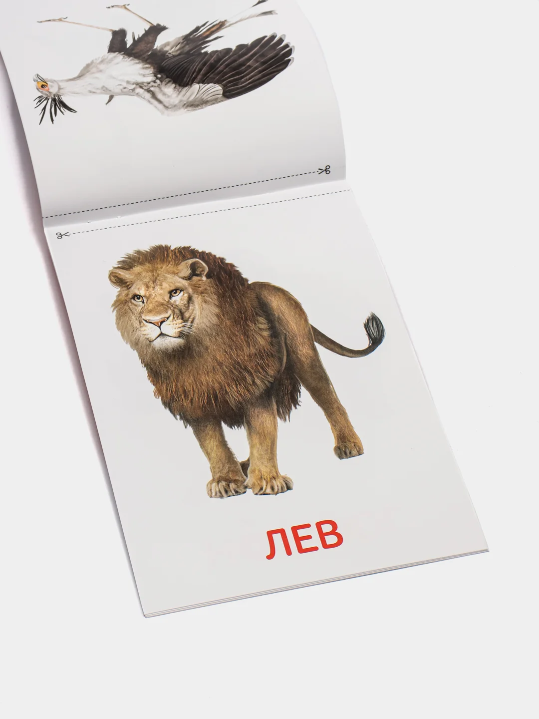 Развивающие карточки по методике Г. Домана