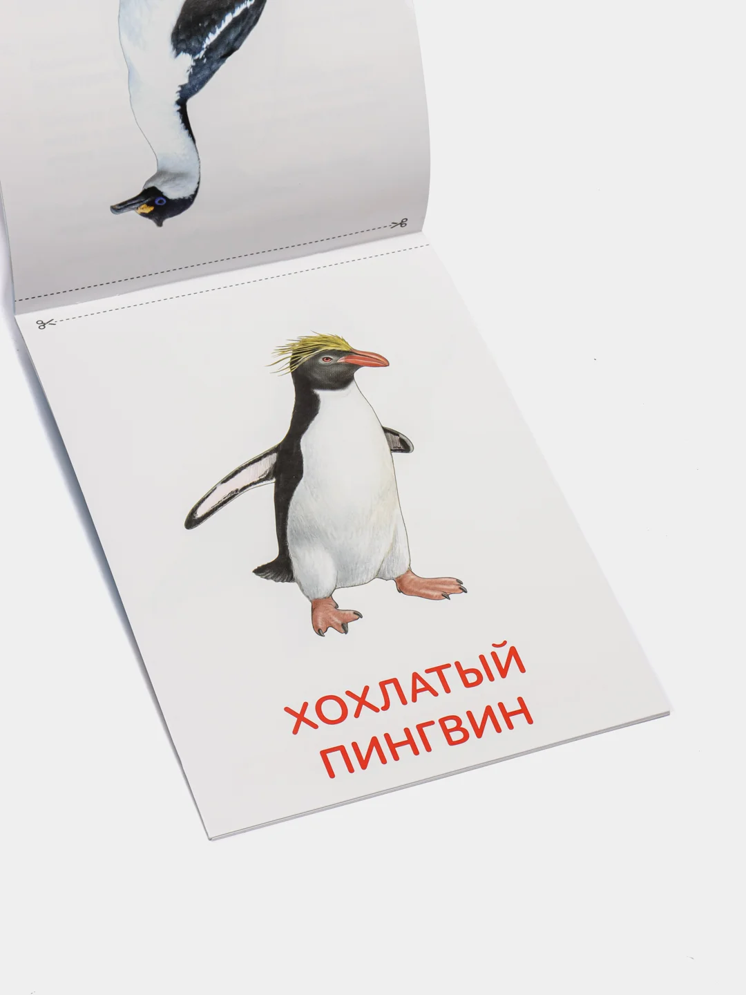 Развивающие карточки по методике Г. Домана