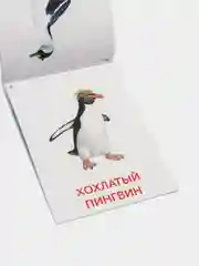 Развивающие карточки по методике Г. Домана