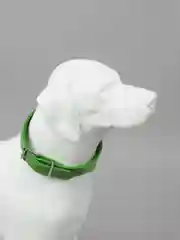 Зеленый ошейник бандана для собак и кошек