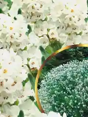 Лаванда Снежный колос (семена,цветы)